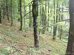 Le sous-bois de la forêt